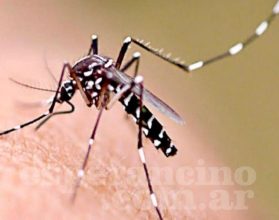 81759 se notificaron 55 nuevos casos de dengue en la provincia
