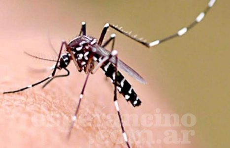 81759 se notificaron 55 nuevos casos de dengue en la provincia