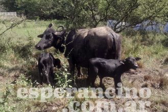 Bufalos mellizos